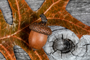 Closeup an acorn with leaf and aged wooden planks in background