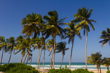 Beach with many coconut trees, on a bright and sunny day