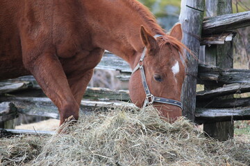 horse and foal