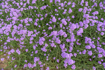 Obraz premium Purple Verbena in the field