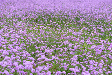 Fototapeta premium Purple Verbena in the field