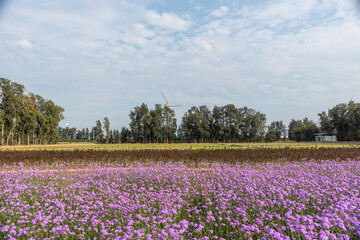 The fields are covered with purple verbena and wind turbines