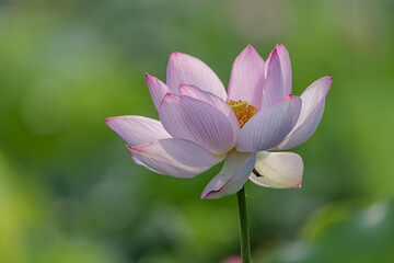 Pink lotus in summer lotus pond