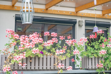 beautiful red flowers on the veranda near the house