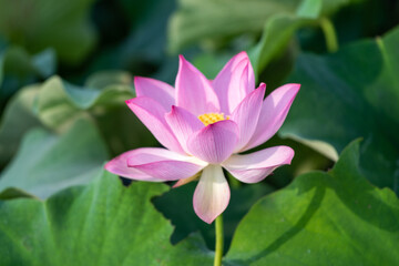 Pink lotus in summer lotus pond