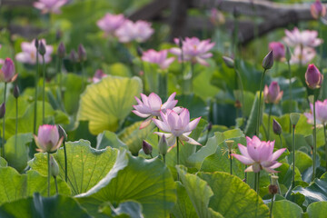 Pink lotus and green lotus leaves in the lotus pond in the countryside