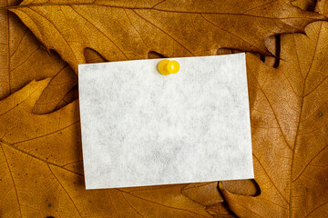 Blank note on a notice board. autumn background with leaves