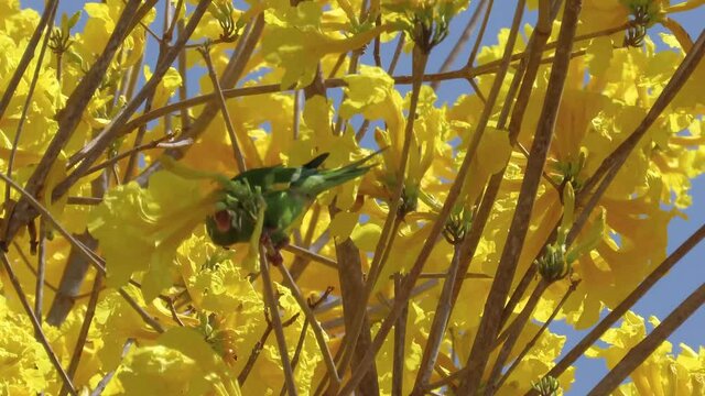 Bright plain parakeet (Brotogeris tirica) feeding on a golden trumpet tree. Green and Yellow Brazilian birds. 