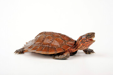 Obraz premium Dornrandschildkröte // Asian leaf turtle (Cyclemys dentata)