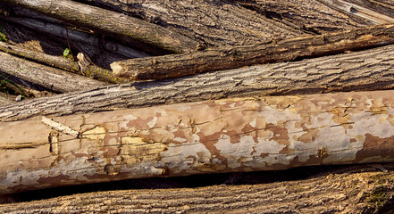 Pile of cut tree trunks in the foreground.