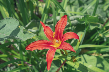macro photography of red lily flowers