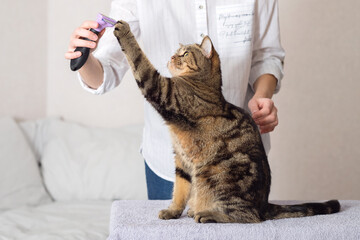 A woman combs her cat