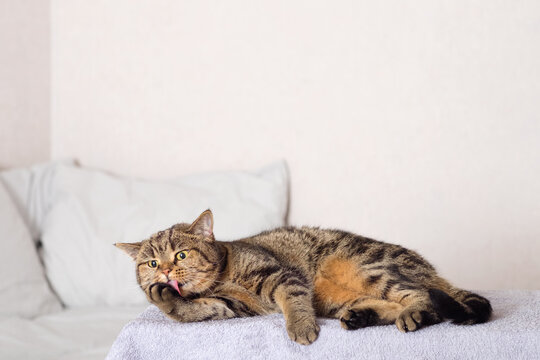 Cat cleaning herself