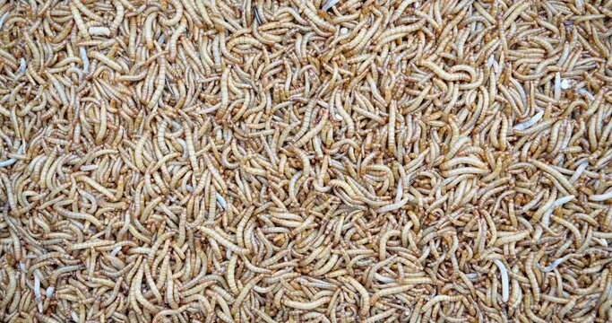 Top view fodder worms for exotic animals, A scatter of mealworm larvae, used for feeding birds, reptiles or fish, Filming,Stages of the meal worm the life cycle of a mealworm,Many larvae crawling .