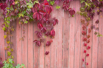  Parthenocissus quinquefolia, known as Virginia creeper, Victoria creeper, five-leaved ivy. Red foliage background red wooden wall. Natural background.