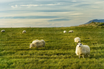 Obraz premium Sheep grazing in spacious meadows. Iceland. 