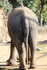 ぞうさんのおしり