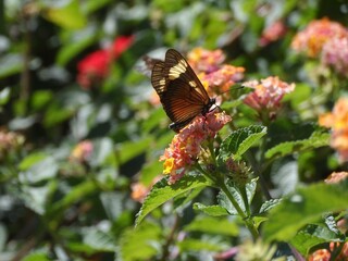 Borboleta em momento de polinização no jardim, as borboletas são insetos muito importantes para manter o equilíbrio da natureza.