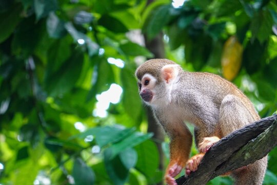 リスザル の画像 8 472 件の Stock 写真 ベクターおよびビデオ Adobe Stock