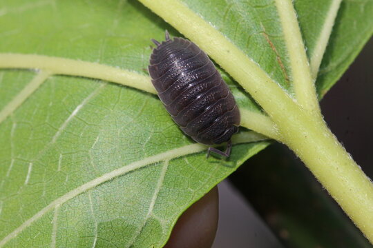 Assel - Porcellio scaber auf einem Feigenblatt