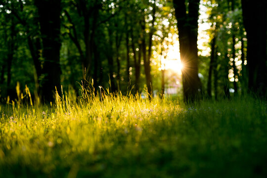 Zachód słońca w parku © Piotr