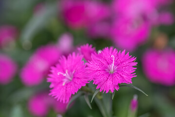 Fototapeta premium All kinds of flowers in the park