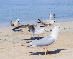 seagull on the beach