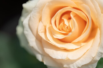 Yellow roses on a green background