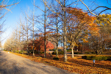 紅葉した銀杏並木と落ち葉