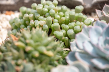 All kinds of small and lovely succulent plants