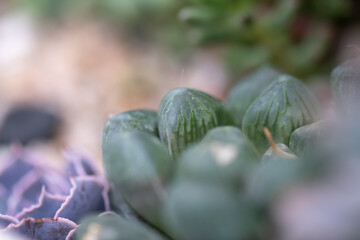 All kinds of small and lovely succulent plants