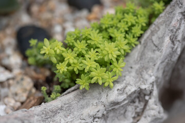 All kinds of small and lovely succulent plants