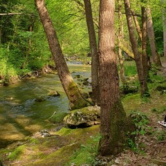 river in the forest