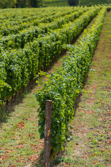 Fototapeta na wymiar vineyard on September, Italy, Piemonte, Gavi, best white wine