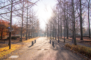 綺麗な太陽の光と紅葉した銀杏並木