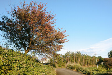 桜の紅葉