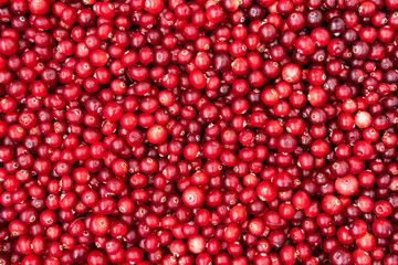 Top view of ripe cranberry
