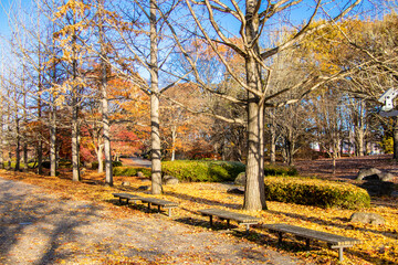 秋の銀杏並木とベンチ