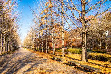 秋の銀杏並木とベンチ