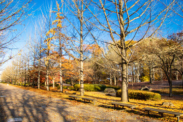 秋の銀杏並木とベンチ