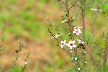 Leptospermum scoparium, commonly called manuka is a species of flowering plant in the myrtle family Myrtaceae, native to south-east Australia and New Zealand.