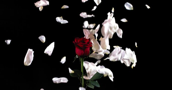 white rose petals fall on a lonely standing red rose on a black background