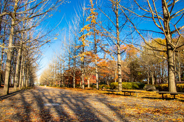 秋の銀杏並木とベンチ