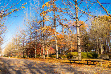 秋の銀杏並木とベンチ