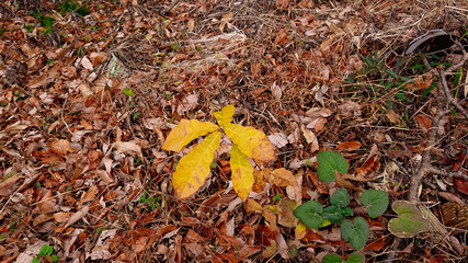 autumn leaves on the ground