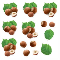 Big set of Hazelnuts with leaves on white background. Vector Illustration.