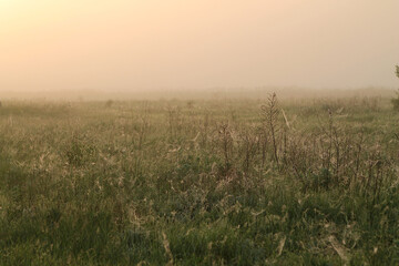 Summer field in the fog at dawn. Cobweb and wild grass in sunlight.