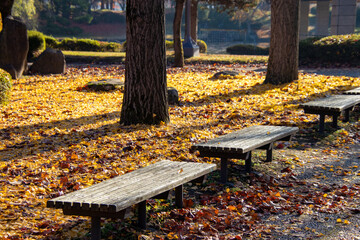 銀杏の落ち葉に囲まれるベンチ