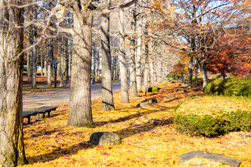 銀杏の落ち葉に囲まれるベンチ