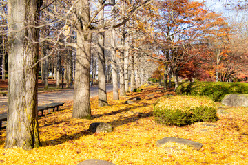 銀杏の落ち葉に囲まれるベンチ